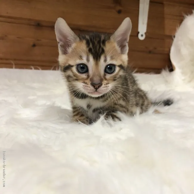 RHYME 様のお迎えした子猫