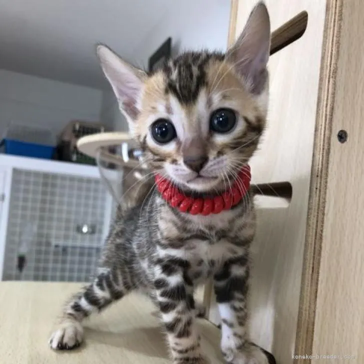 Nine 様のお迎えした子猫