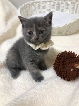 ブリティッシュショートヘア【静岡県・女の子・2019年2月5日・ブルークリーム（フワモコ）】の写真「可愛いお顔」