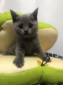 ブリティッシュショートヘア【静岡県・女の子・2019年8月27日・ブルー（フワモコ）】の写真「可愛いお顔」