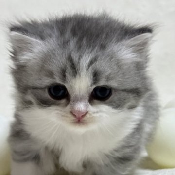 ブリティッシュロングヘア【静岡県・女の子・2023年3月31日・ブルータビーアンドホワイト  ロング（フワフワ）】の写真「可愛いお顔」