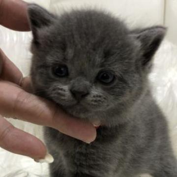 ブリティッシュショートヘア【静岡県・女の子・2022年8月29日・ブルー（フワフワ）】の写真「可愛いお顔」