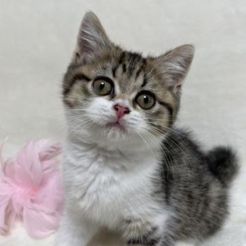 ブリティッシュショートヘア【静岡県・女の子・2022年4月22日・ブラウンタビー&ホワイト（フワモコ）】の写真「ご見学と同時に連れて帰れます♡」