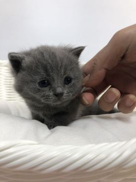 ブリティッシュショートヘア【静岡県・女の子・2020年1月25日・ブルー（フワモコ）】の写真「可愛いお顔」