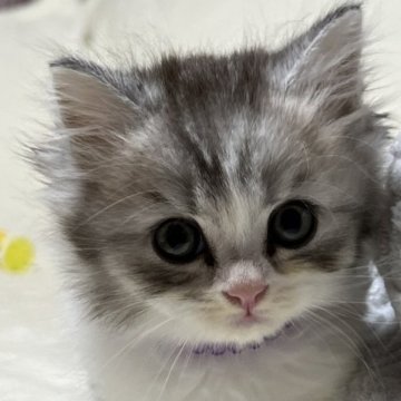 ブリティッシュロングヘア【静岡県・男の子・2023年8月8日・シルバータビーアンドホワイト（フワフワ）】の写真「イケメン君！！」