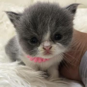 ブリティッシュショートヘア【静岡県・女の子・2022年8月1日・ブルーアンドホワイト（フワフワ）】の写真「訳ありちゃんです！」