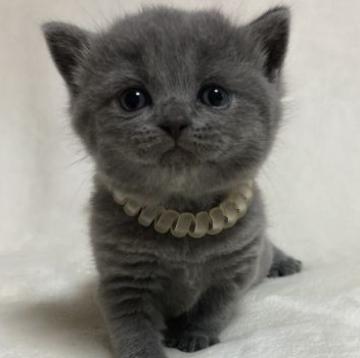 ブリティッシュショートヘア【静岡県・女の子・2022年8月20日・ブルー（フワフワ）】の写真「可愛いお顔」