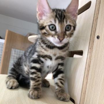 ベンガル【静岡県・男の子・2022年4月27日・ブラウンスポテットタビー(ロゼット)（艶やかな毛並み）】の写真「とっても甘えん坊♡ご見学と同時に連れて帰れます♡」