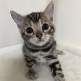 ベンガル【静岡県・男の子・2024年11月2日・ブラウンスポテッドタビー】の写真1