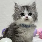 ブリティッシュロングヘア【静岡県・男の子・2023年8月8日・シルバータビーアンドホワイト】の写真1「9/27撮影」