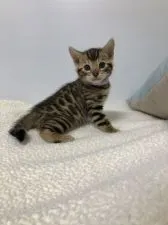 ベンガル【静岡県・男の子・2020年7月20日・ブラウンスポテットタビーロゼット】の写真1