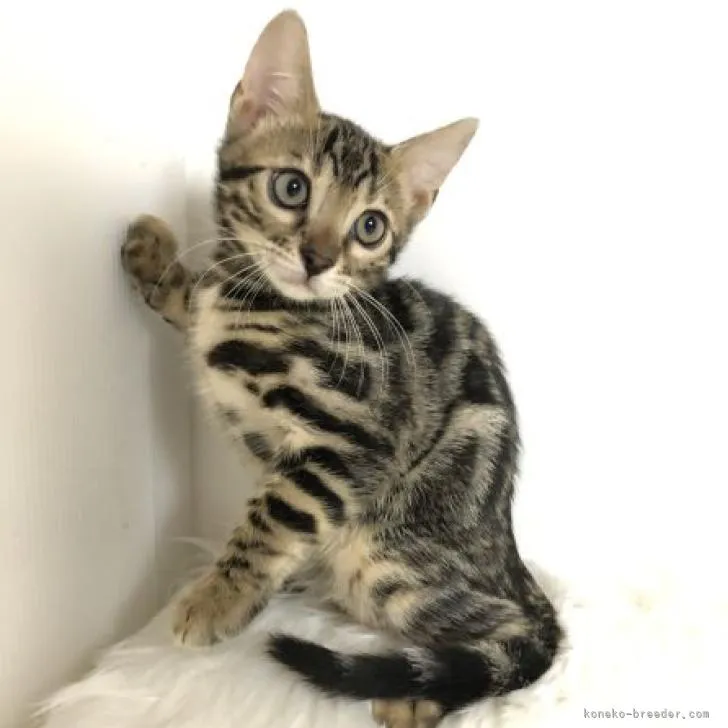 mm 様のお迎えした子猫