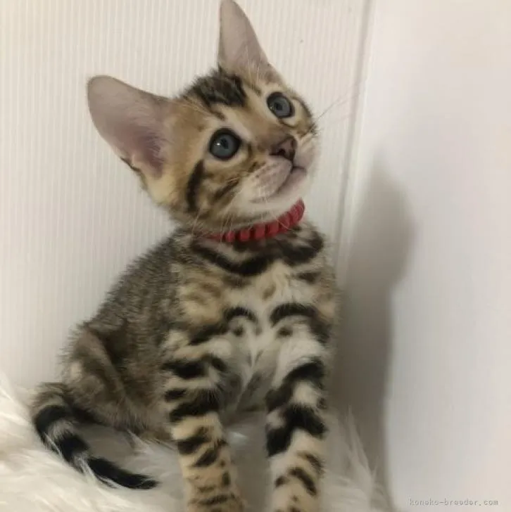 蘭丸 様のお迎えした子猫