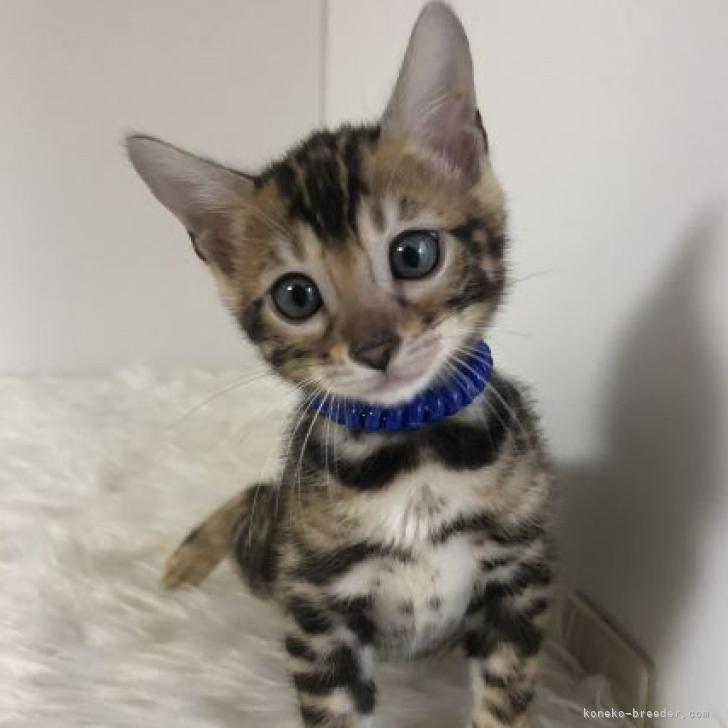 H.K 様のお迎えした子猫