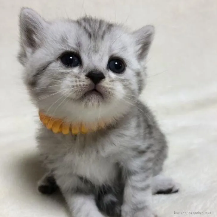 ウォーリあーず 様のお迎えした子猫
