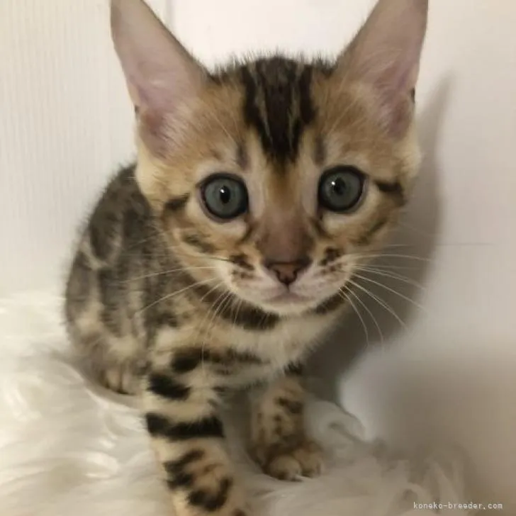 H.K 様のお迎えした子猫