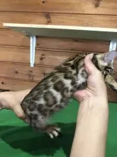 ベンガル【静岡県・女の子・2019年6月12日・ブラウンスポテットタビー】の写真2