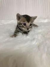 ベンガル【静岡県・女の子・2021年1月5日・ブラウンスポテットタビー】の写真2