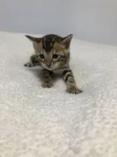 ベンガル【静岡県・男の子・2020年2月14日・ブラウンスポテットタビーロゼット】の写真2