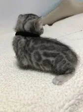 ベンガル【静岡県・女の子・2020年8月6日・ブラックシルバースポテットタビーロゼット】の写真3