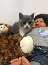 ブリティッシュショートヘア【静岡県・男の子・2019年8月27日・ブルーアンドホワイト】の写真3