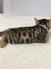 ベンガル【静岡県・男の子・2020年7月20日・ブラウンスポテットタビーロゼット】の写真4