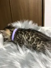 ベンガル【静岡県・女の子・2019年9月11日・ブラウンスポテットタビー】の写真4