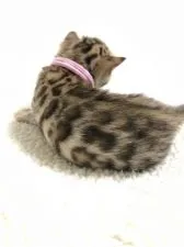 ベンガル【静岡県・女の子・2021年2月7日・ブラウンスポテットタビー】の写真4