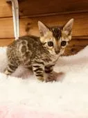 ベンガル【静岡県・男の子・2019年4月12日・ブラウンスポテットタビー】の写真4