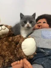ブリティッシュショートヘア【静岡県・男の子・2019年8月27日・ブルーアンドホワイト】の写真4