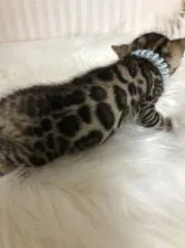 ベンガル【静岡県・女の子・2021年1月5日・ブラウンスポテットタビー】の写真5