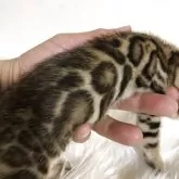 ベンガル【静岡県・男の子・2025年4月25日・ブラウンスポテッドタビー】の写真12