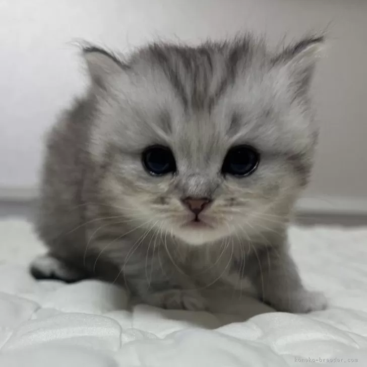 マンチカン(長足)【静岡県・女の子・2025年10月16日・シルバータビー】の写真1