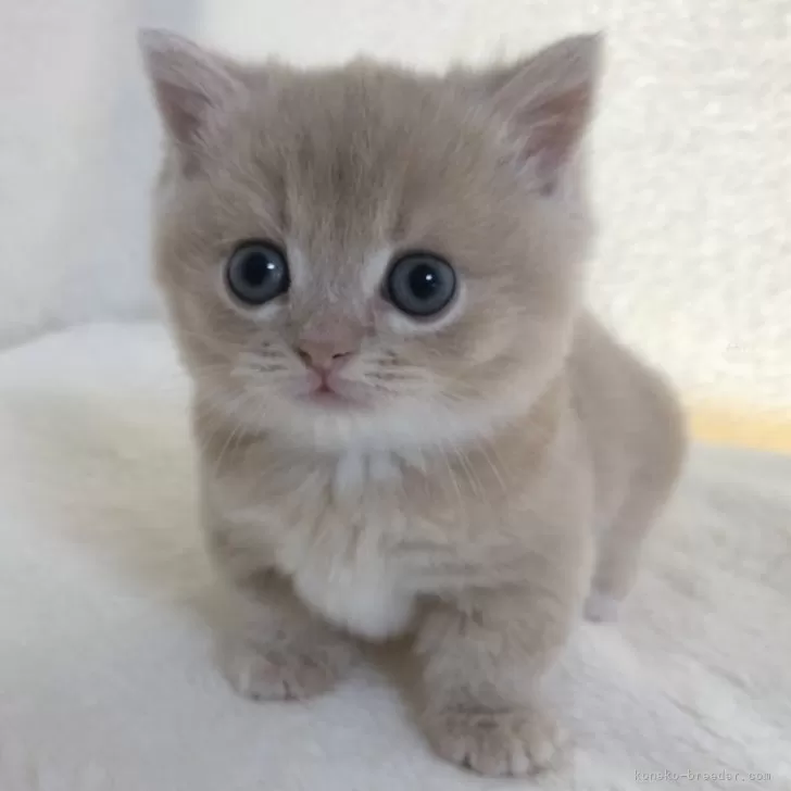 ID：2505-02301の子猫