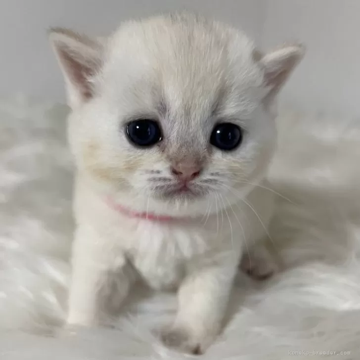 ブリティッシュショートヘア【静岡県・男の子・2025年10月30日・ゴールデンシェーデッドシルバー】の写真1