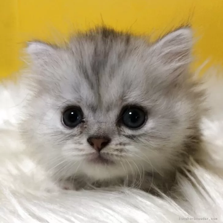 ID：2507-00872の子猫