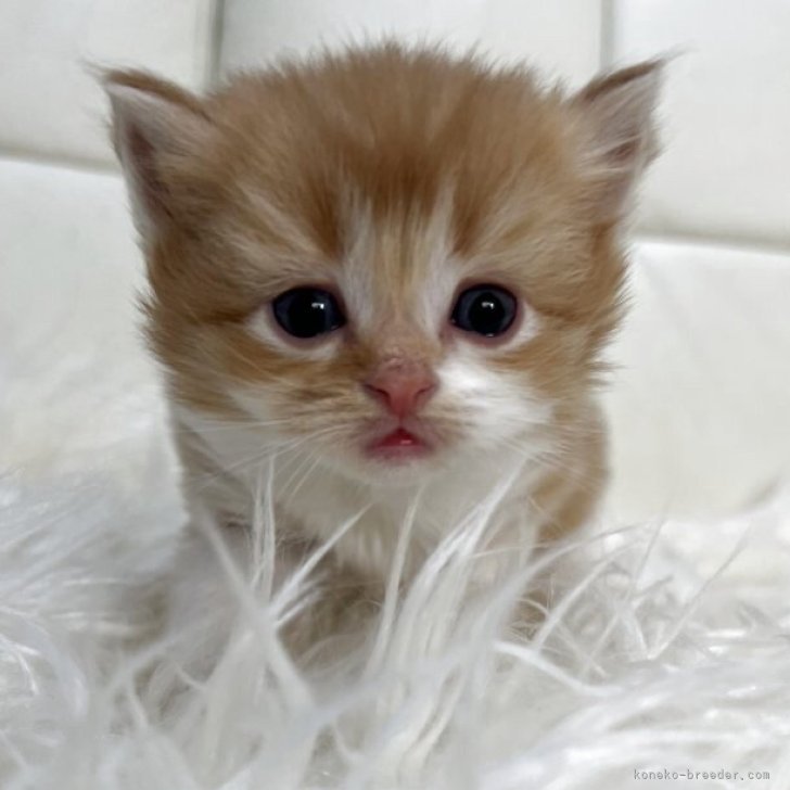 ブリーダー画像