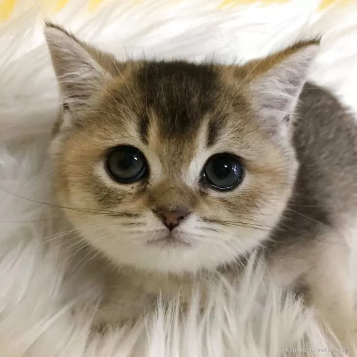 ID：2508-02580の子猫