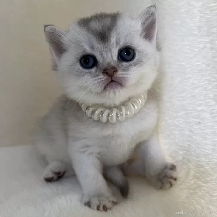 ブリティッシュショートヘア【静岡県・男の子・2025年10月26日・シェーデッドシルバー】の写真1