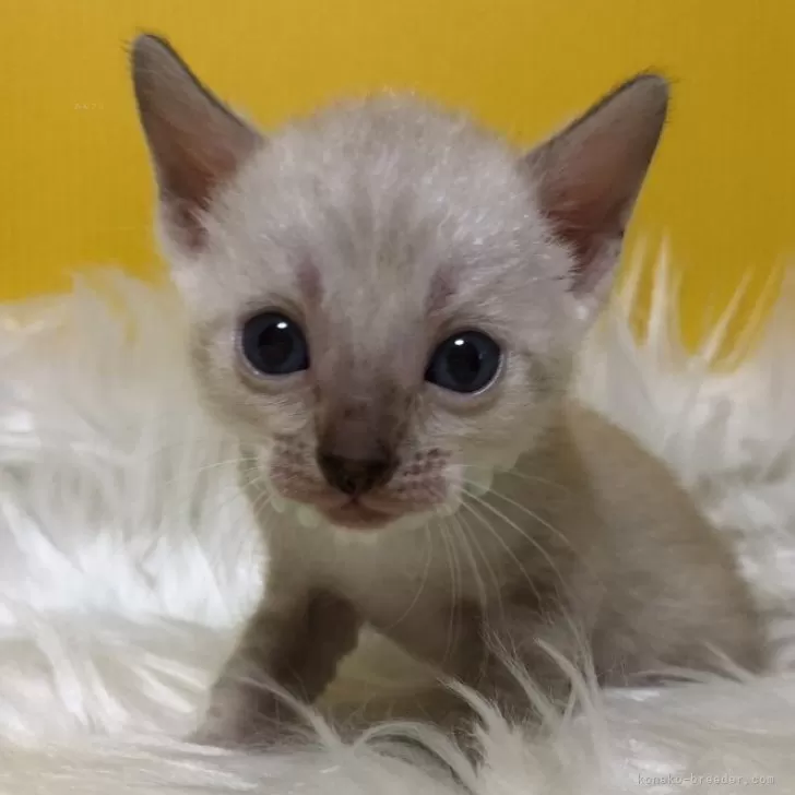 ID：2510-01304の子猫