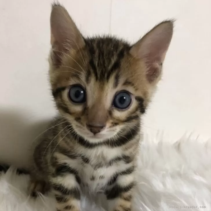 ID：2505-02086の子猫