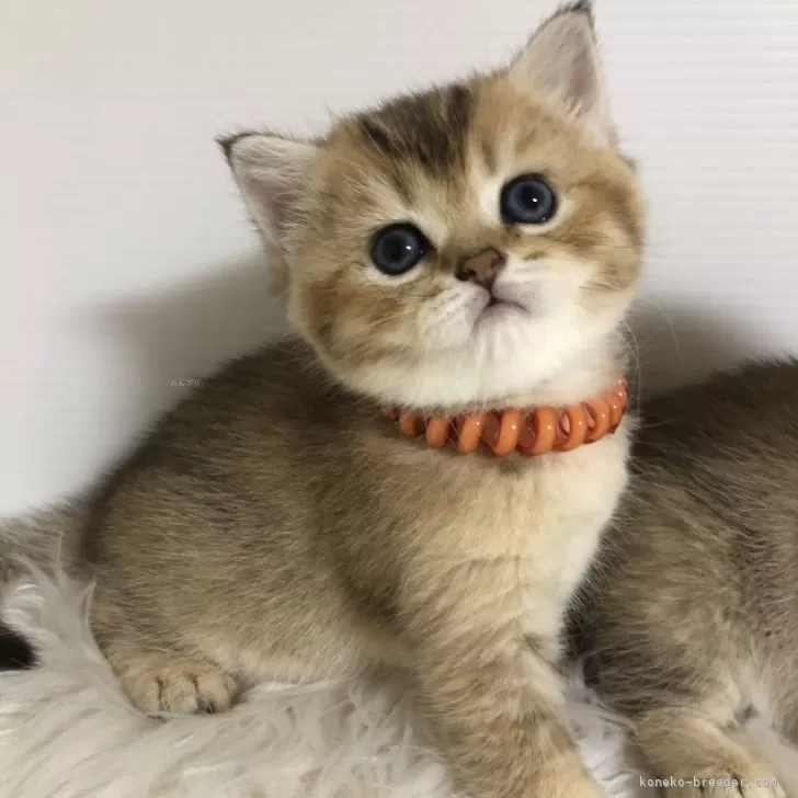 ID：2509-01073の子猫