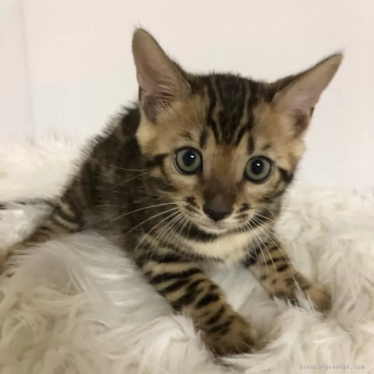 ID：2509-02204の子猫