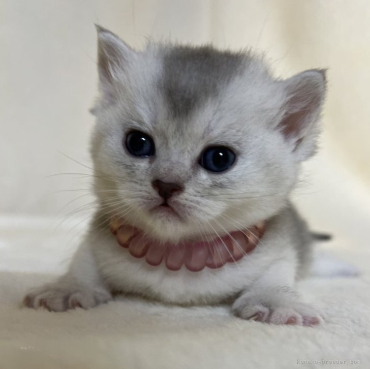 ブリーダー画像