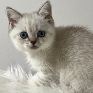 ブリティッシュショートヘア【静岡県・男の子・2025年7月31日・ポイント（フワフワ）】の写真「可愛いお顔♡」