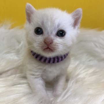 ブリティッシュショートヘア【静岡県・男の子・2025年5月1日・クリームタビー（フワフワ）】の写真「可愛いお顔」