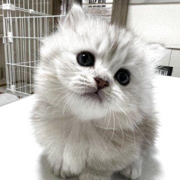 マンチカン(短足)【静岡県・女の子・2025年5月27日・シルバーパッチドタビー（フワフワ）】の写真「可愛いお顔♡ふわふわ」