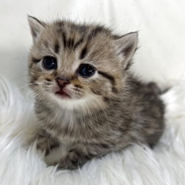 ブリティッシュショートヘア【静岡県・女の子・2025年11月12日・ブラウンタビー（フワフワ）】の写真「可愛いお顔」