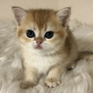 ブリティッシュショートヘア【静岡県・女の子・2025年4月17日・シェーデッドゴールデン（フワフワ）】の写真「可愛いお顔♡」