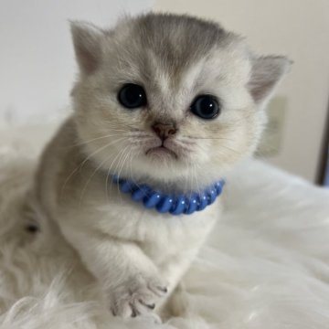 ブリティッシュショートヘア【静岡県・男の子・2025年10月30日・シェーデッドシルバー（フワフワ）】の写真「可愛いお顔」